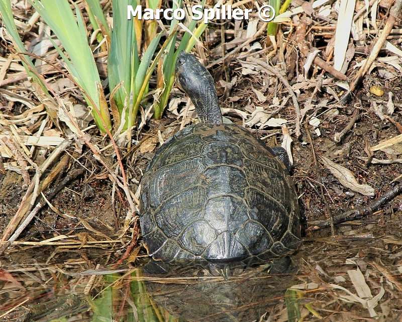 Trachemys scripta